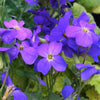 Aubrieta cultorum Cascade Blue Rock Cress