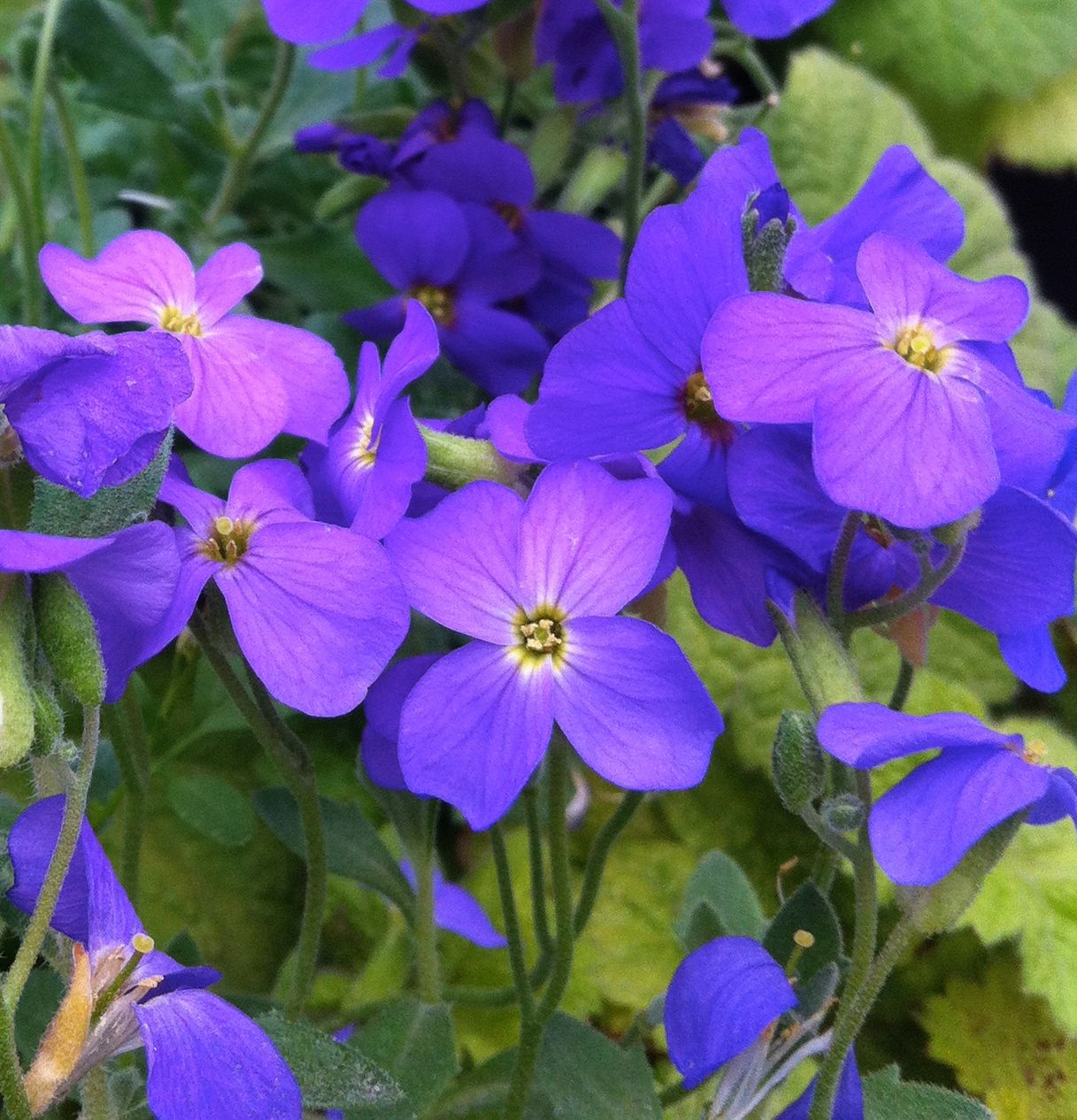 Aubrieta cultorum Cascade Blue Rock Cress