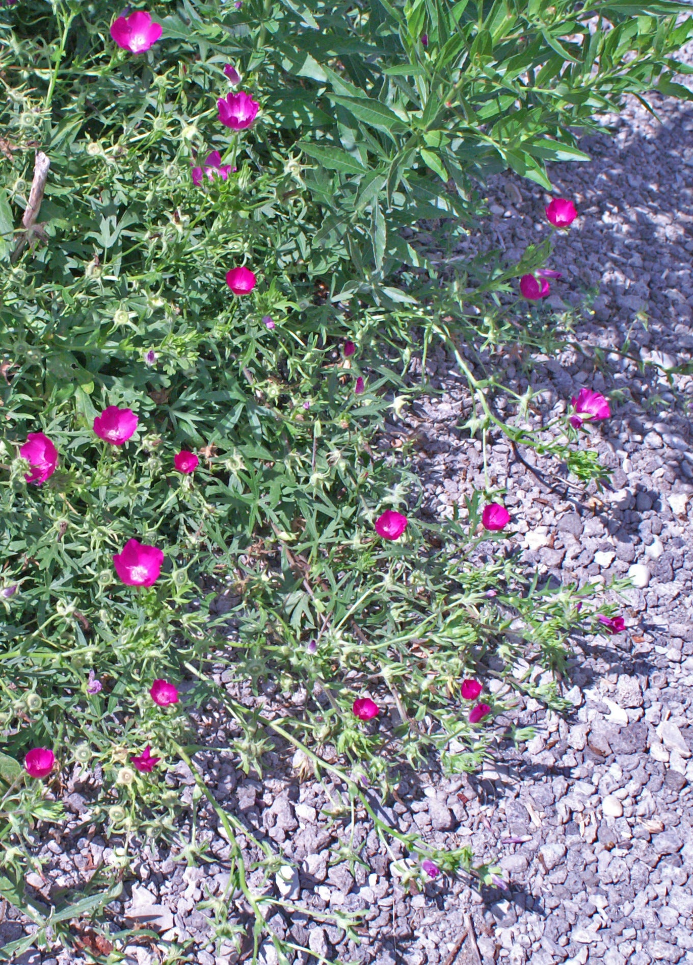 Callirhoe involucrata Purple Poppy Mallow