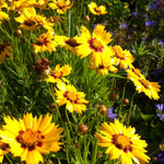 Coreopsis grandiflora Heliot Largeflower Tickseed