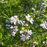 Coriandrum sativum Coriander