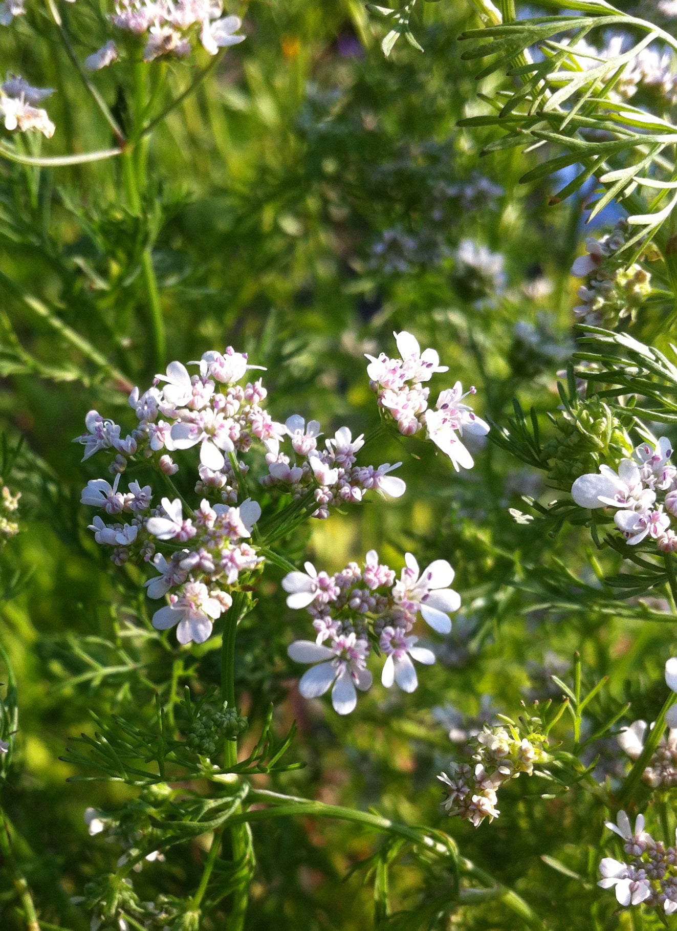 Coriandrum sativum Coriander