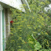 Foeniculum vulgare Fennel