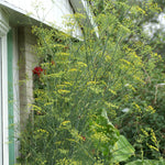 Foeniculum vulgare Fennel