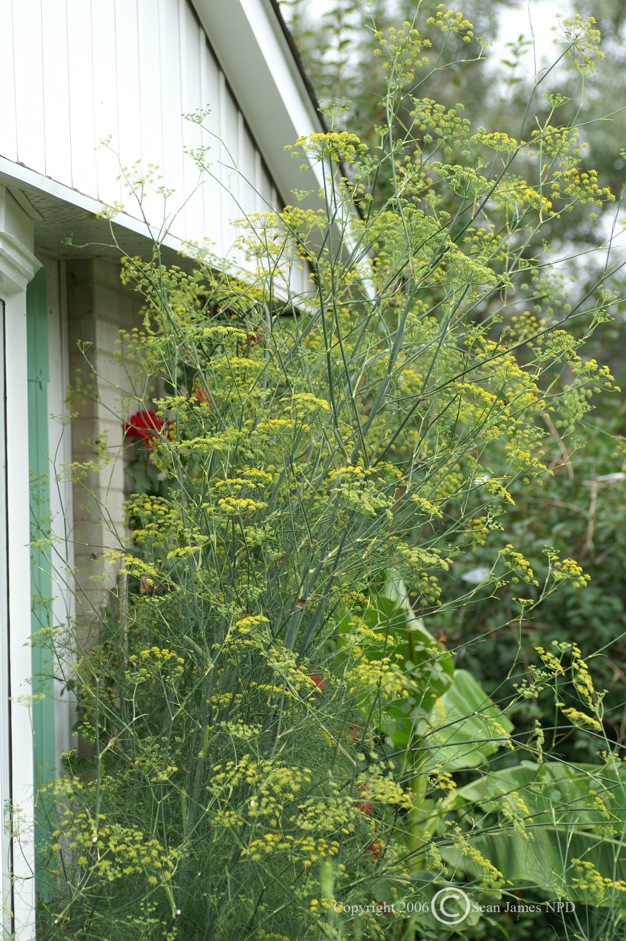 Foeniculum vulgare Fennel