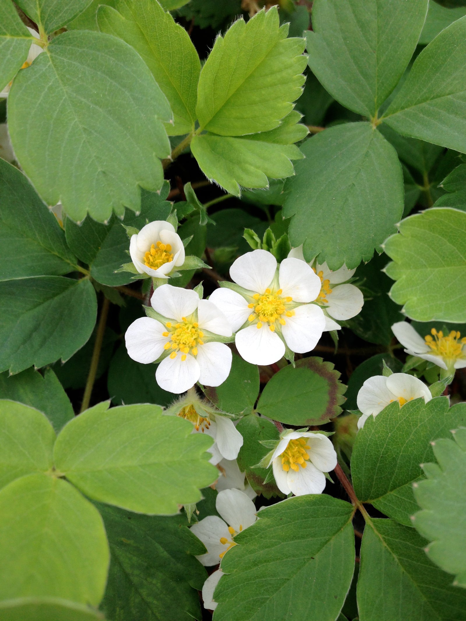 Fragaria virginiana Virginia Strawberry