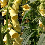 Digitalis grandiflora Yellow Foxglove