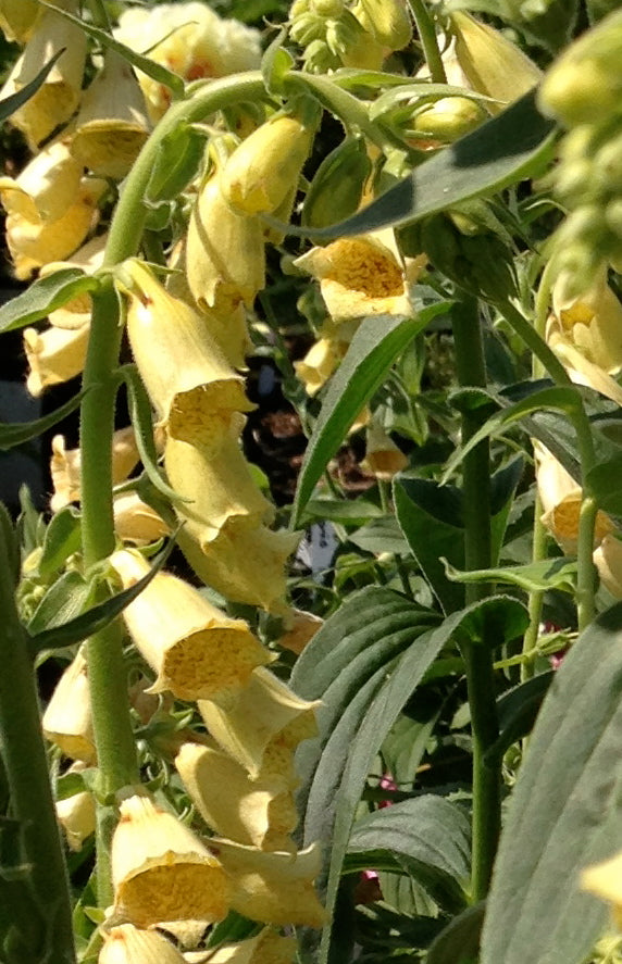 Digitalis grandiflora Yellow Foxglove