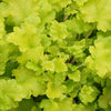 Heuchera x Lime Marmalade PP21861, COPF Coral bells