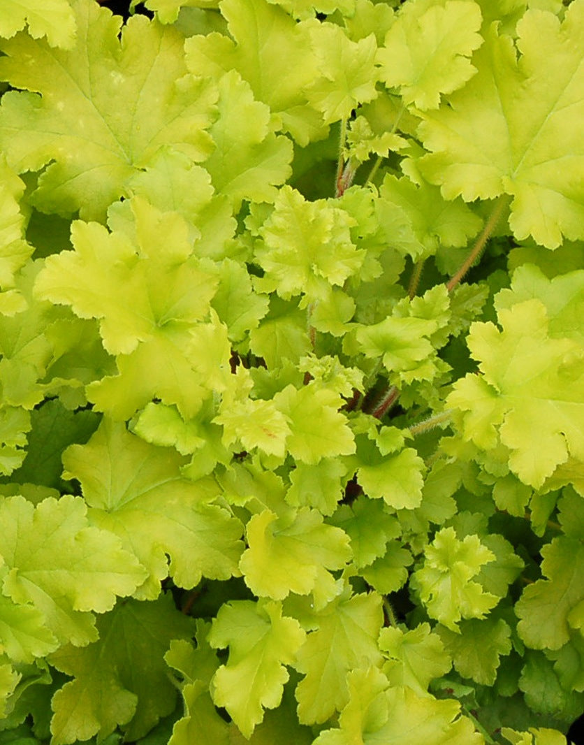 Heuchera x Lime Marmalade PP21861, COPF Coral bells