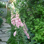 Digitalis mertonensis Pink Foxglove