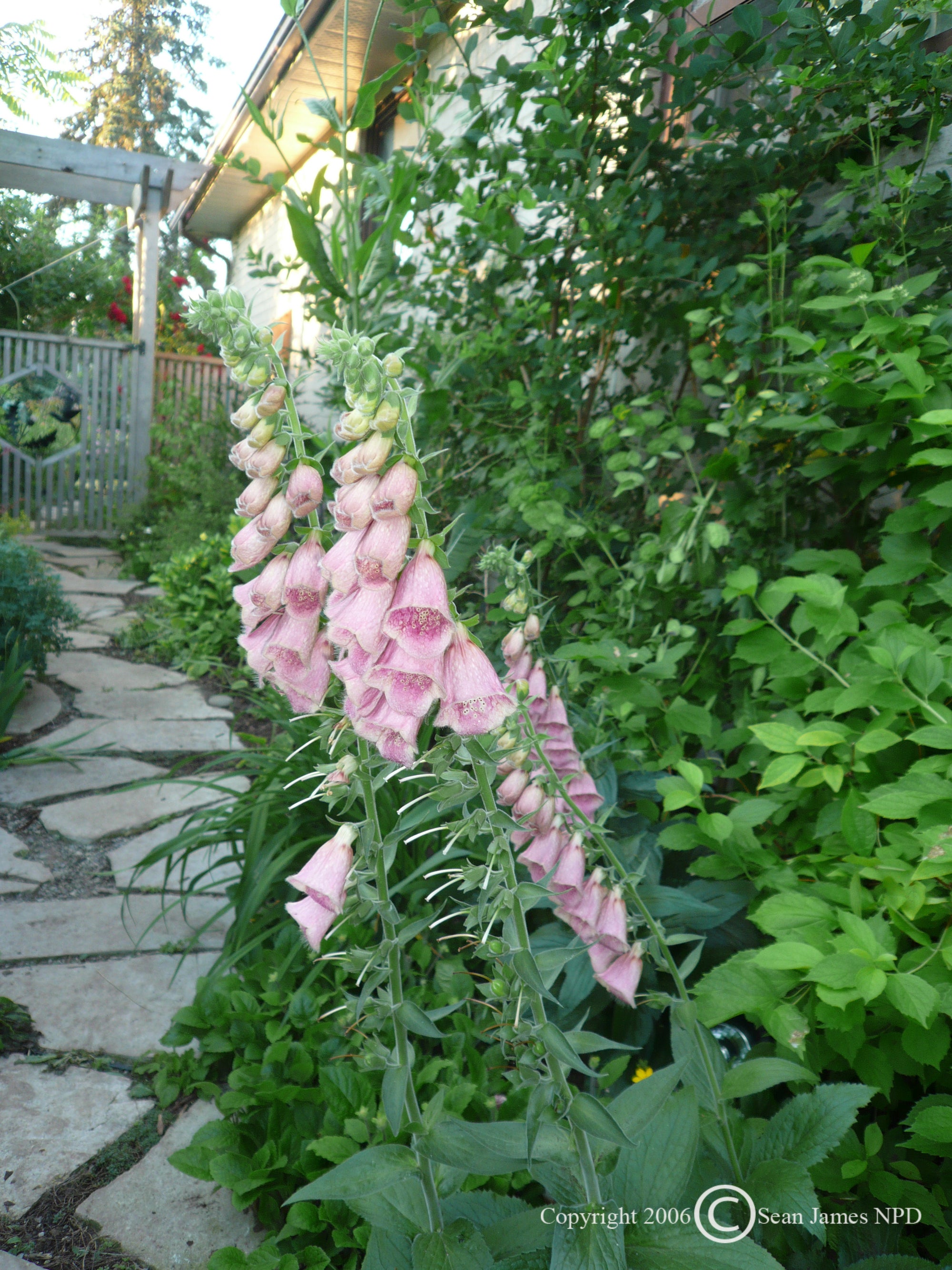 Digitalis mertonensis Pink Foxglove