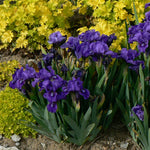 Iris pumila Banbury Ruffles Standard Dwarf Bearded Iris