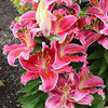 Lilium x vicaryi Stargazer Oriental Lily