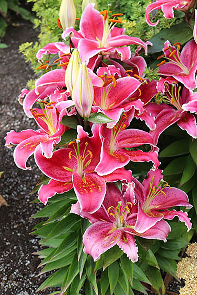 Lilium x vicaryi Stargazer Oriental Lily