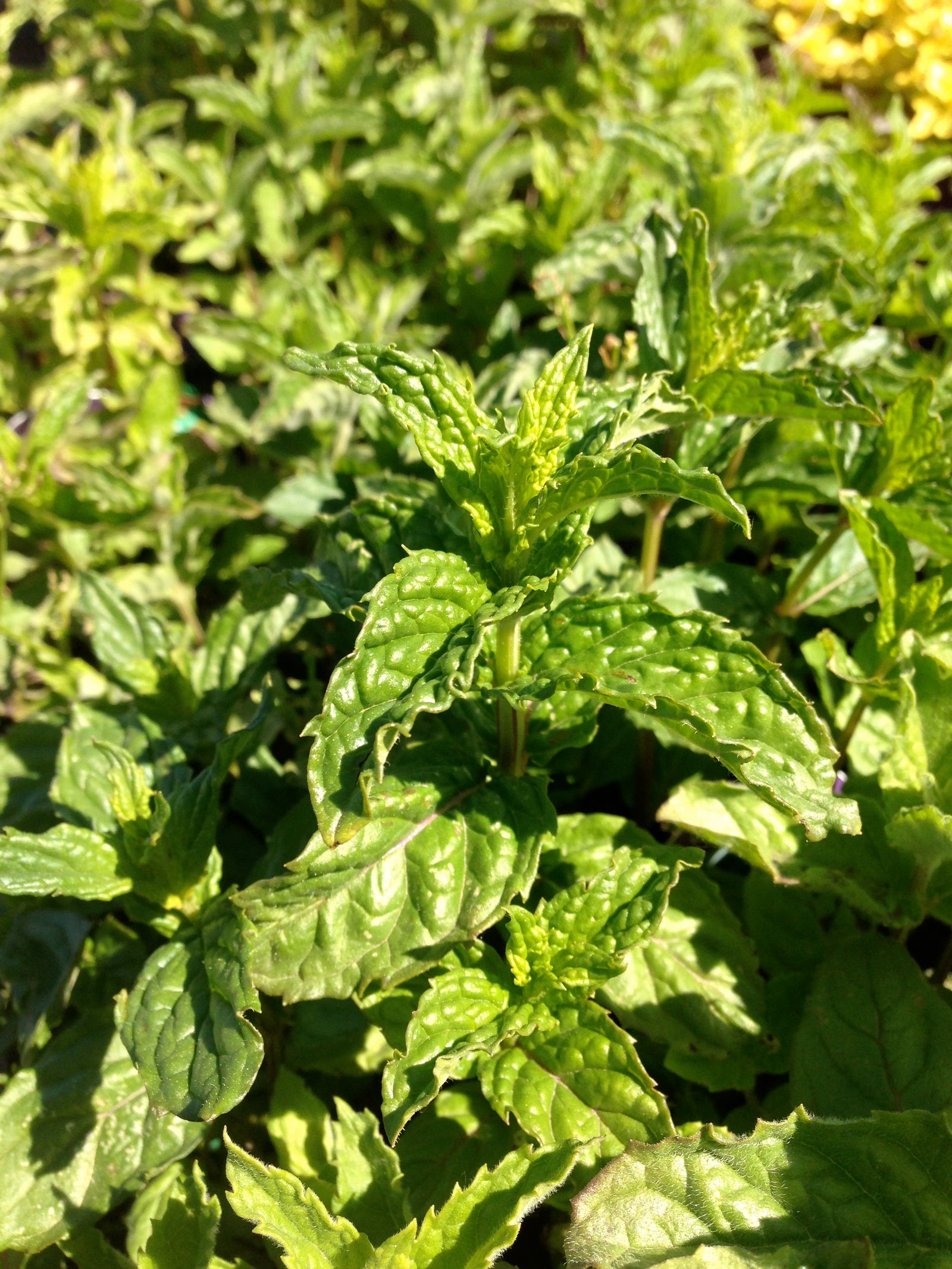 Mentha piperita Peppermint