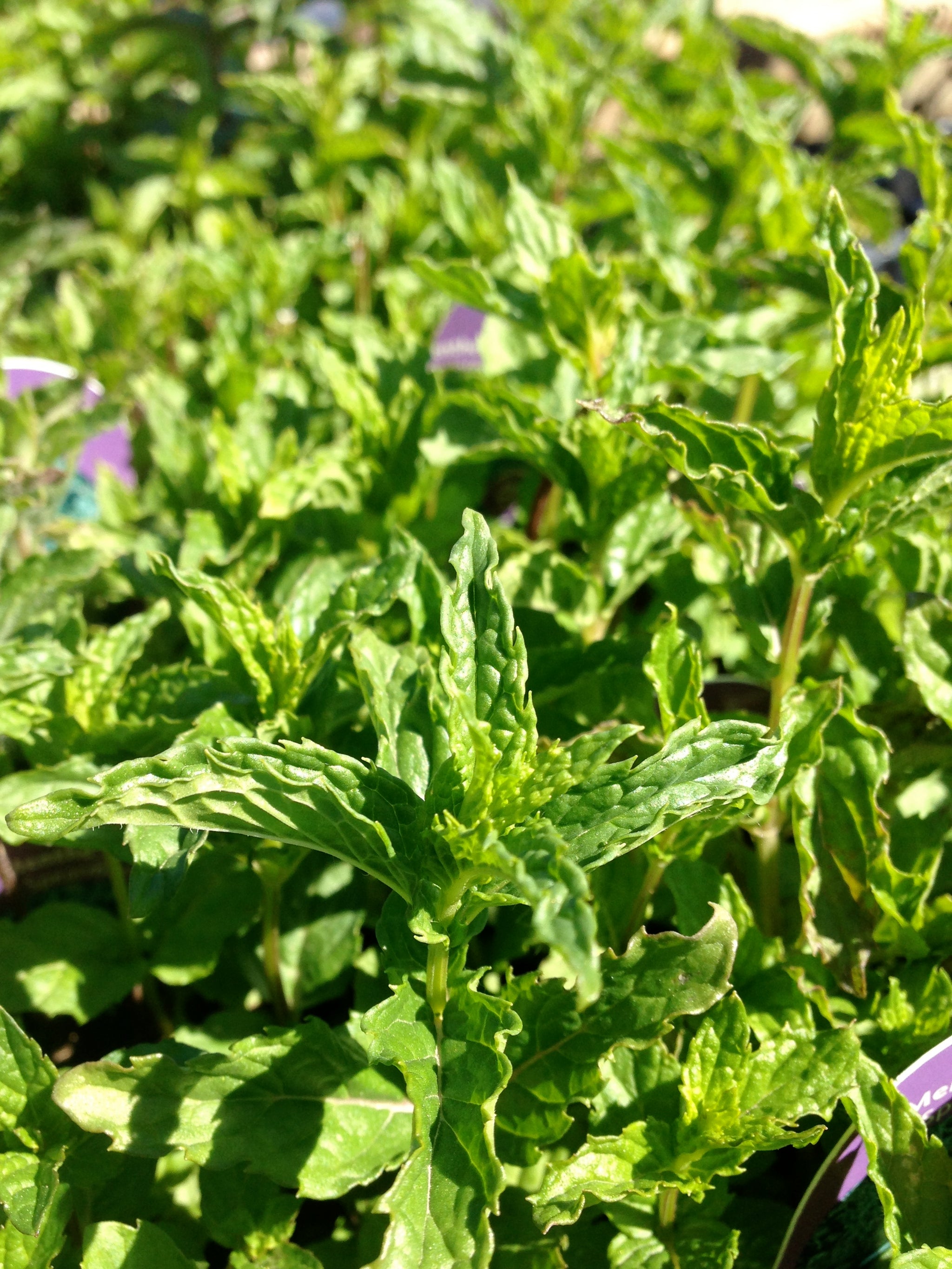 Mentha spicata Spearmint