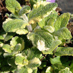 Mentha suaveolens Variegata Pineapple Mint