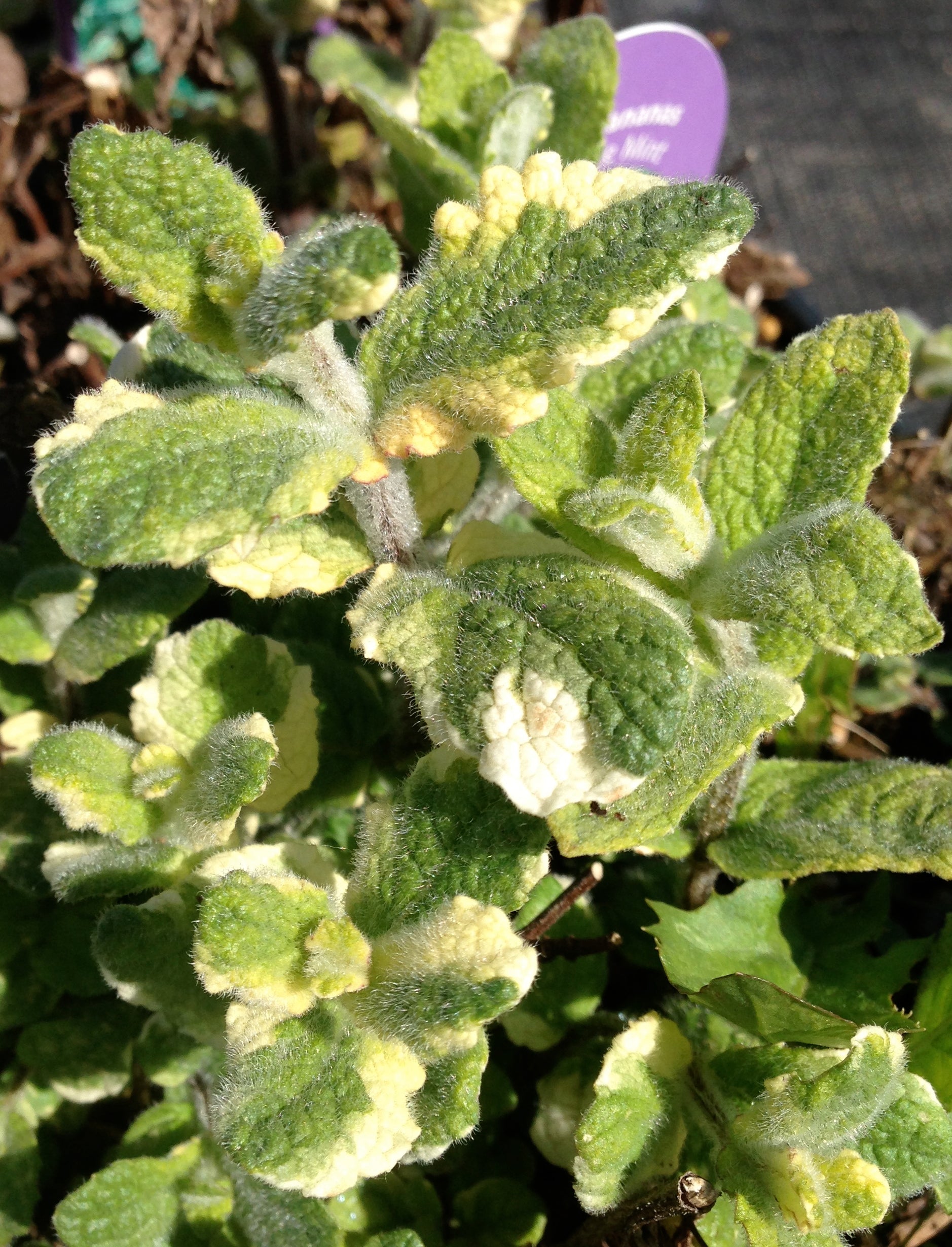 Mentha suaveolens Variegata Pineapple Mint