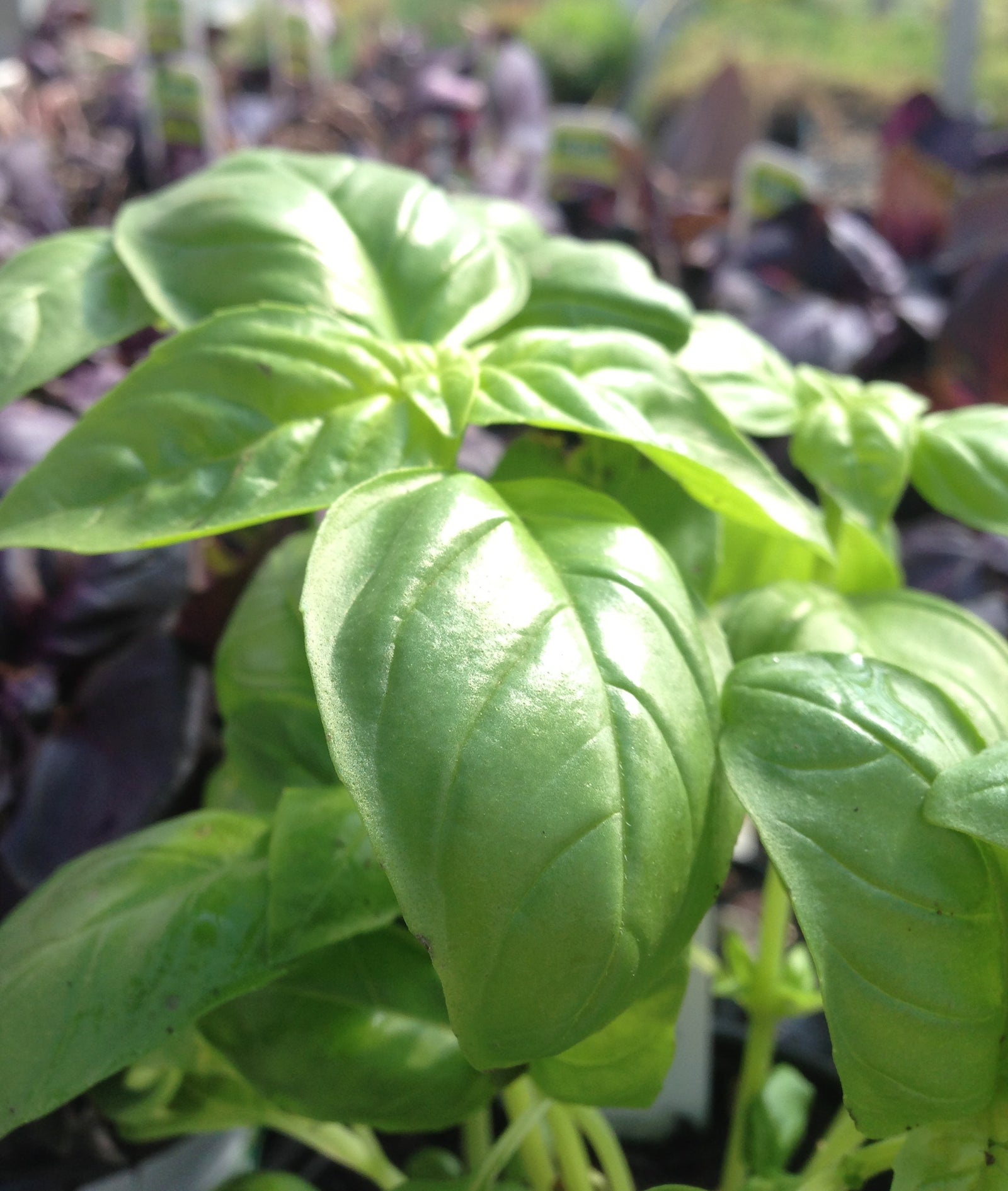 Ocimum basilicum Sweet Basil