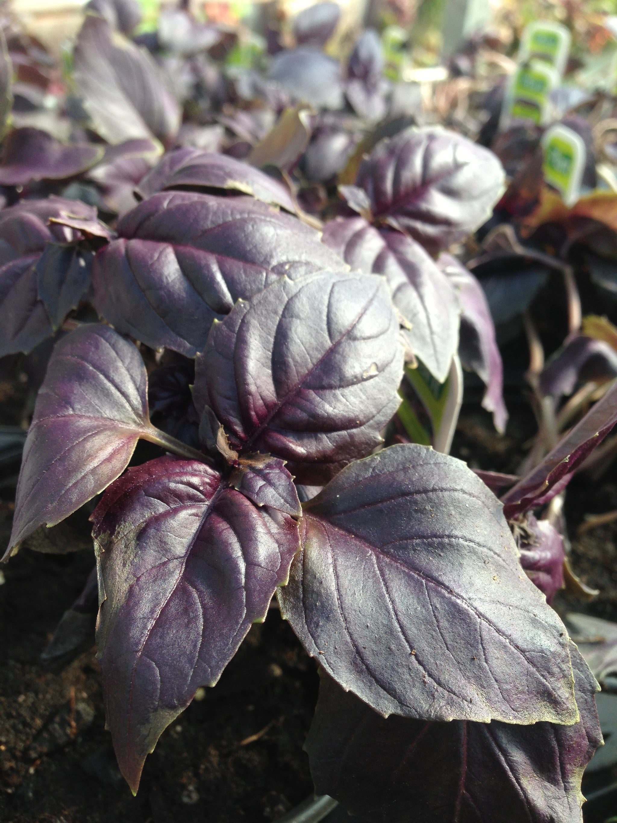 Ocimum basilicum Purple Ruffles Purple Basil