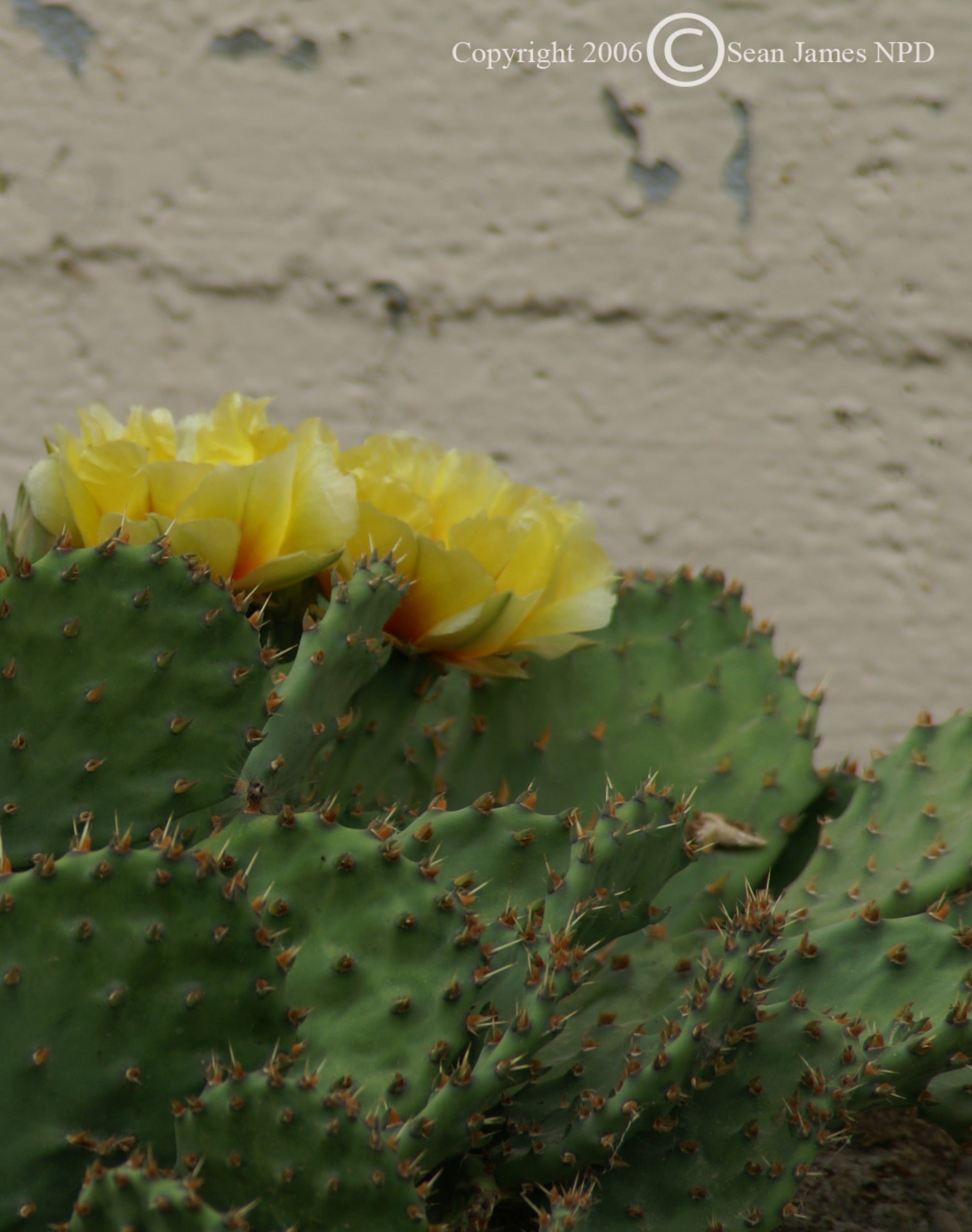 Opuntia humifusa Prickly Pear