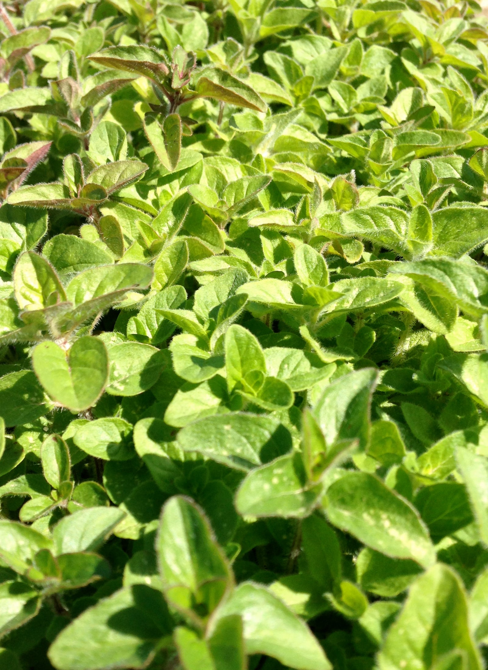 Origanum x marjoricum Italian Oregano