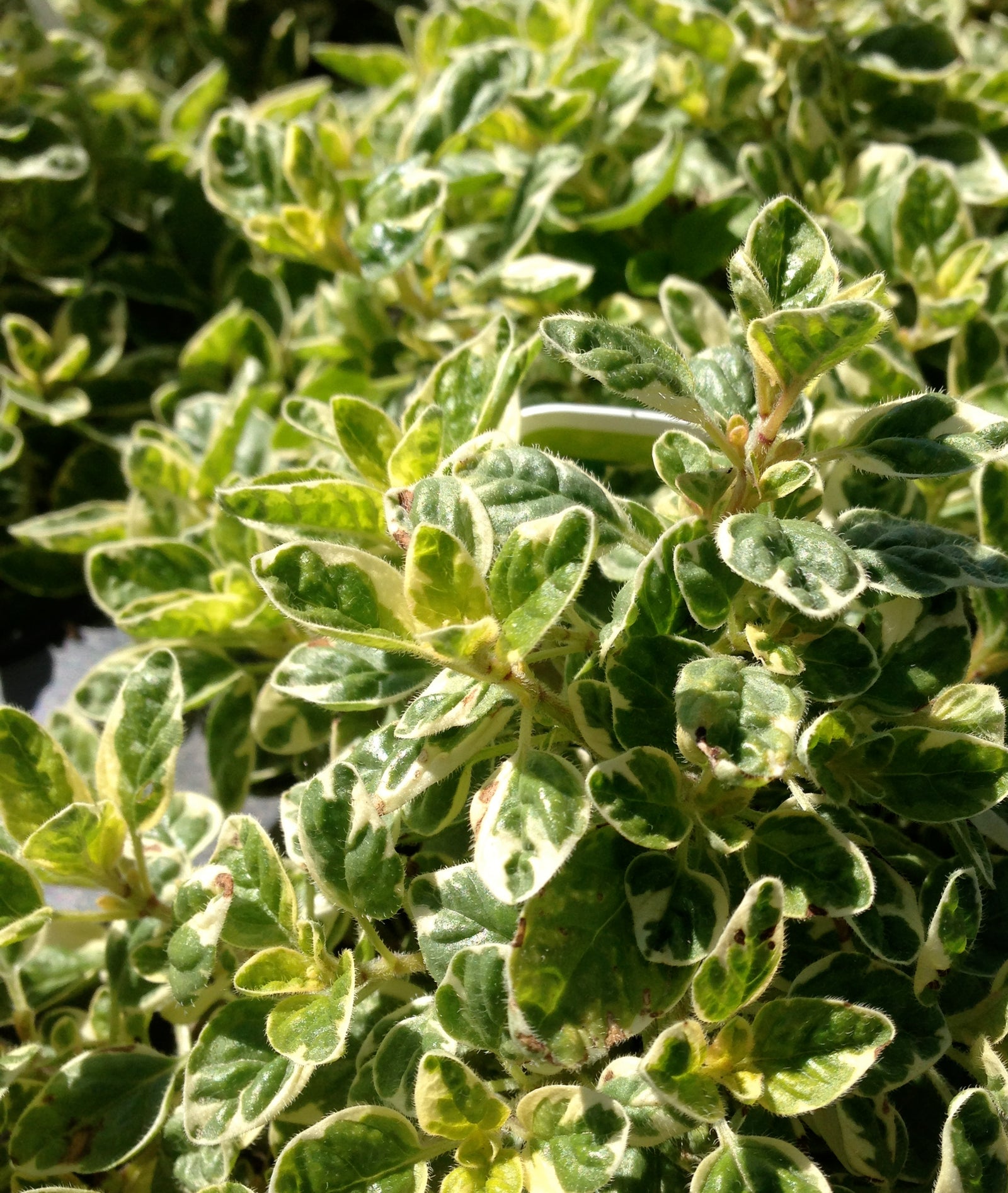 Origanum vulgare Variegata Variegated Majoram