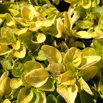 Origanum vulgare Aureum Golden Oregano