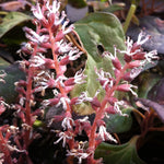 Pachysandra procumbens Allegheny Spurge