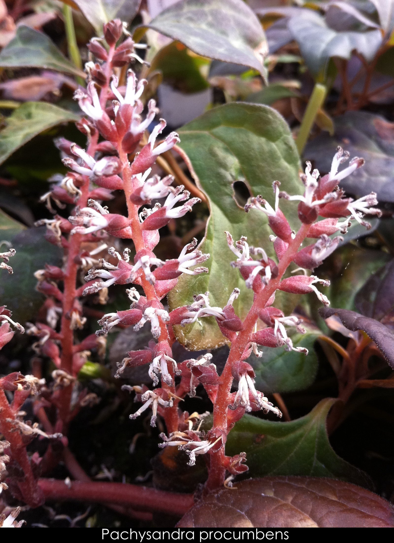 Pachysandra procumbens Allegheny Spurge