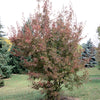 Acer ginnala Flame Flame Maple