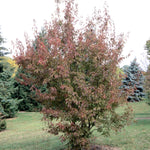 Acer ginnala Flame Flame Maple