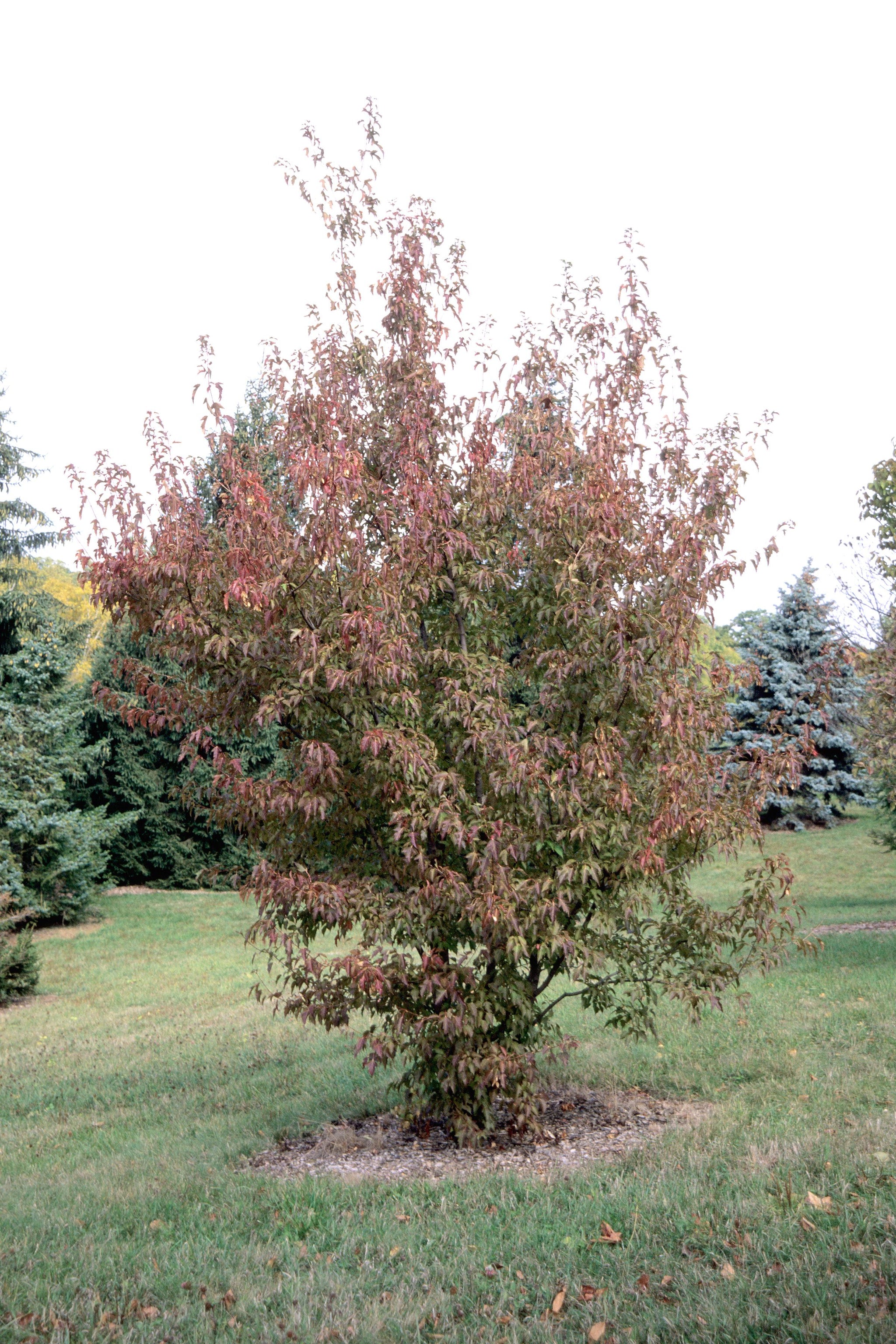 Acer ginnala Flame Flame Maple