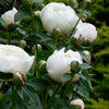 Paeonia Duchesse de Nemours Peony