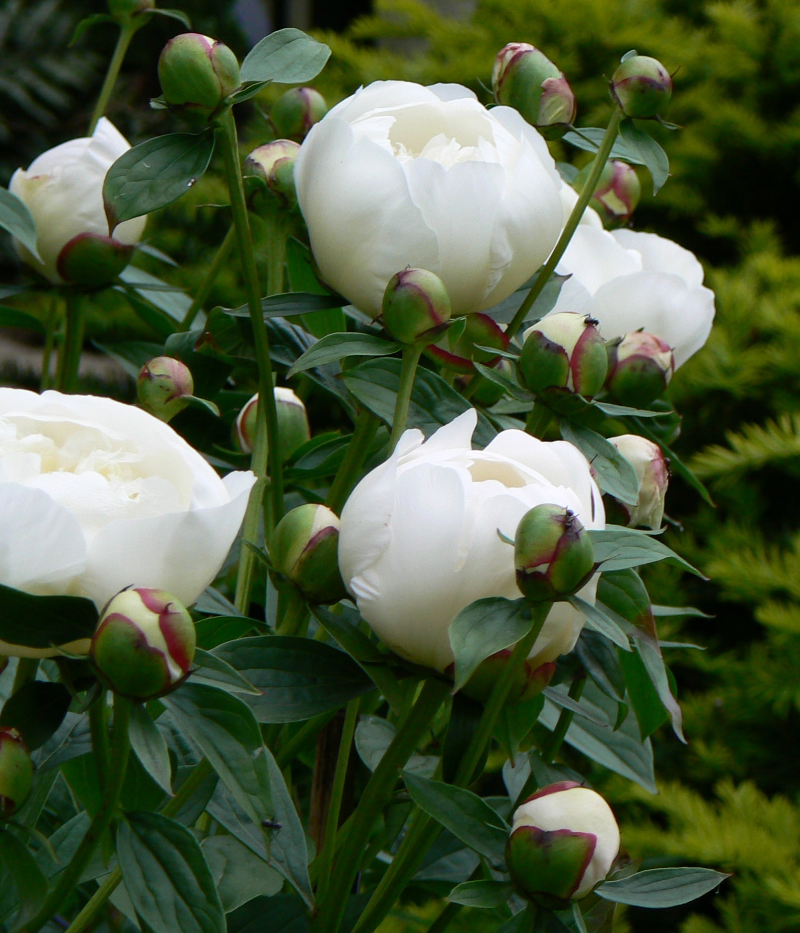 Paeonia Duchesse de Nemours Peony