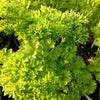 Petroselinum crispum Curled Parsley