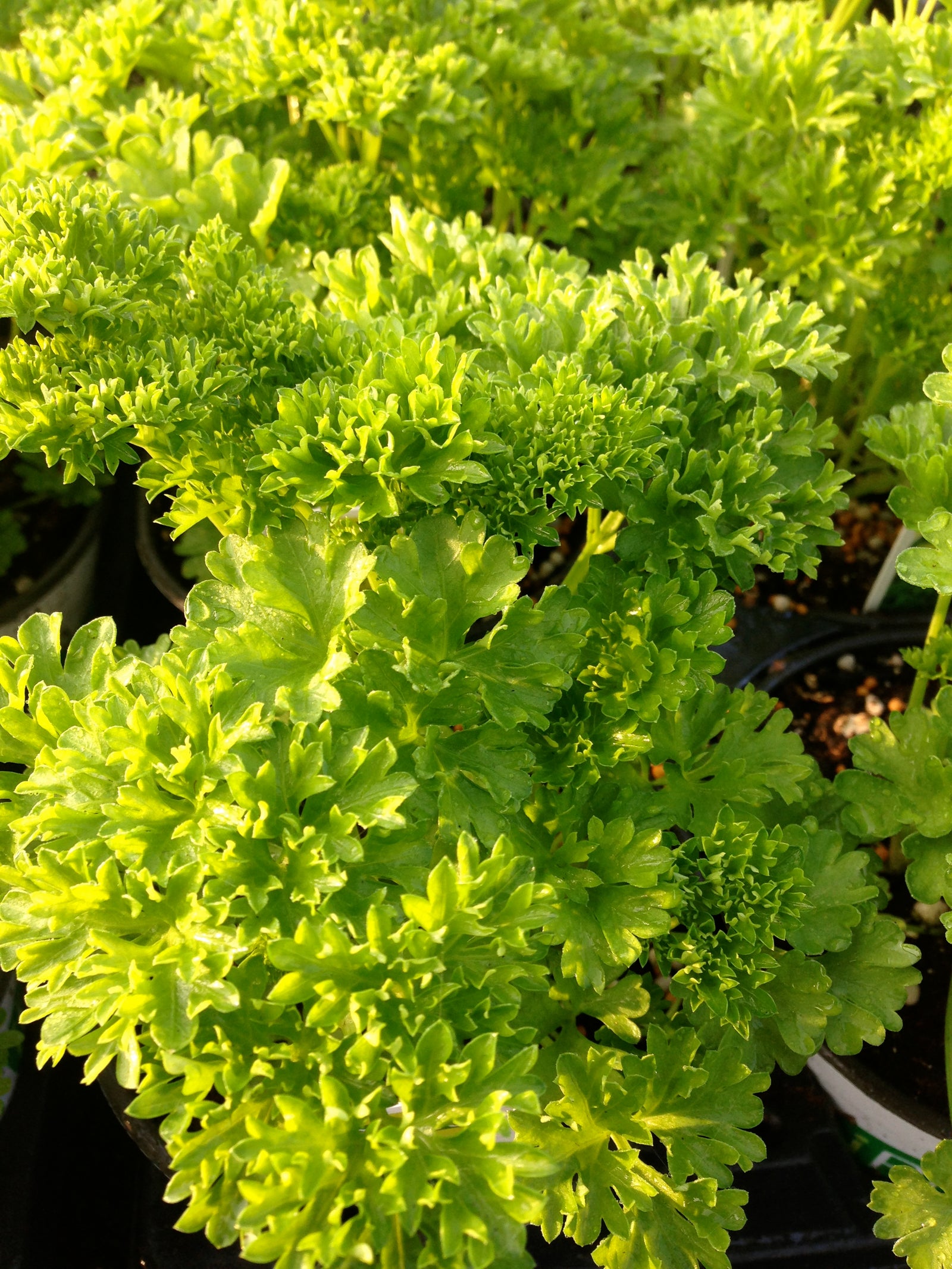 Petroselinum crispum Curled Parsley