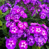 Phlox paniculata Laura Garden Phlox