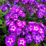 Phlox paniculata Laura Garden Phlox