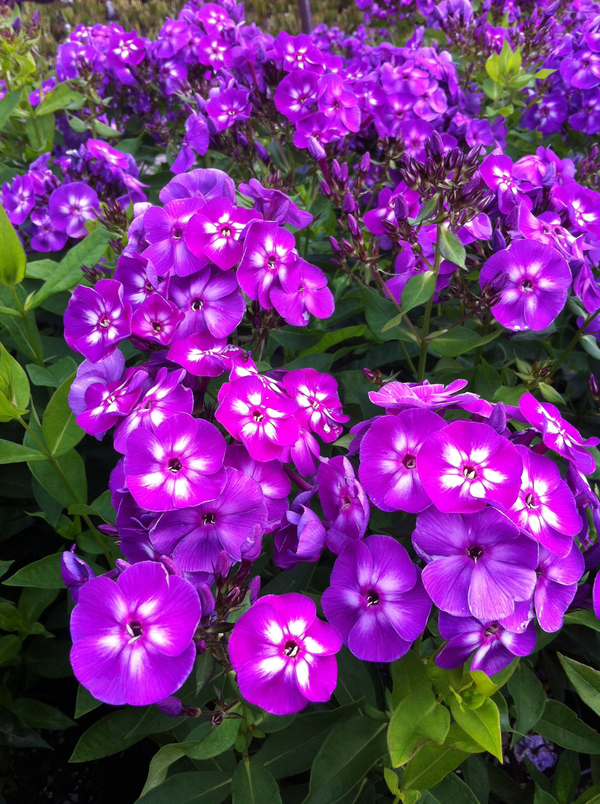 Phlox paniculata Laura Garden Phlox