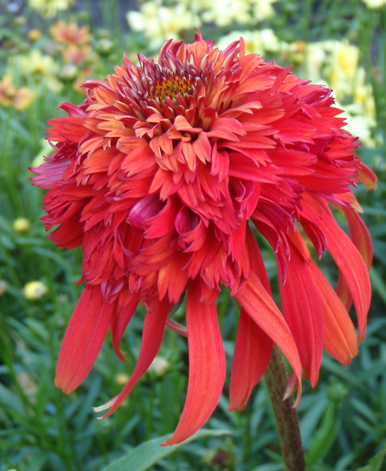 Echinacea x Hot Papaya PP21022, COPF, CPBR392 Hot Papaya Coneflower