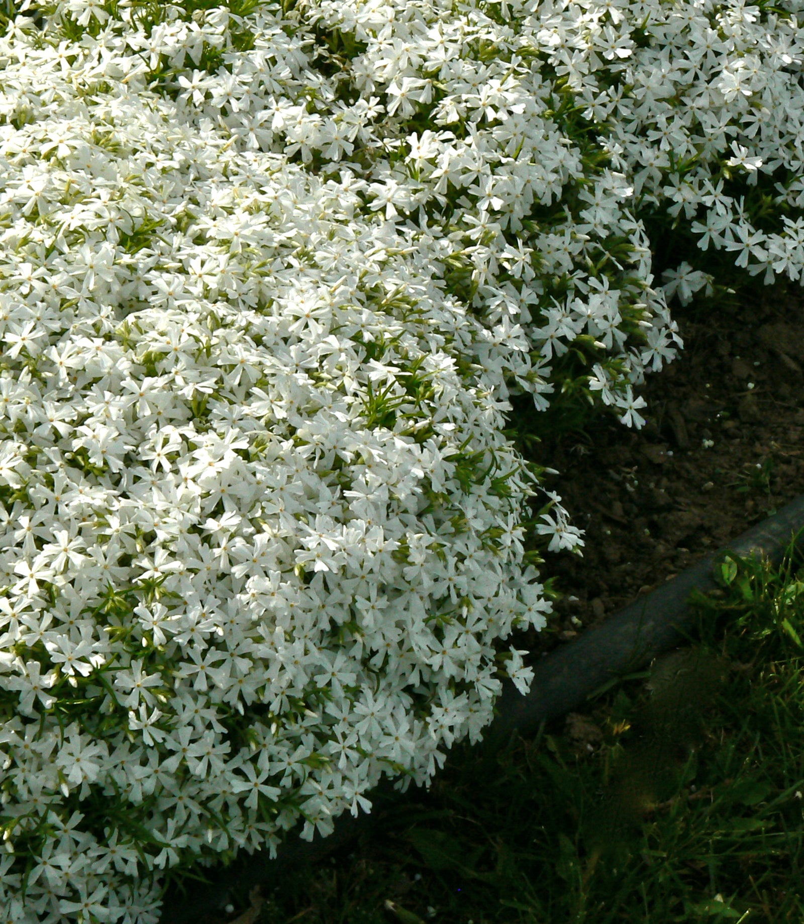 Phlox subulata White Delight White Delight Moss Phlox