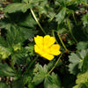 Potentilla crantzii Alpine Cinquefoil