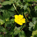 Potentilla crantzii Alpine Cinquefoil