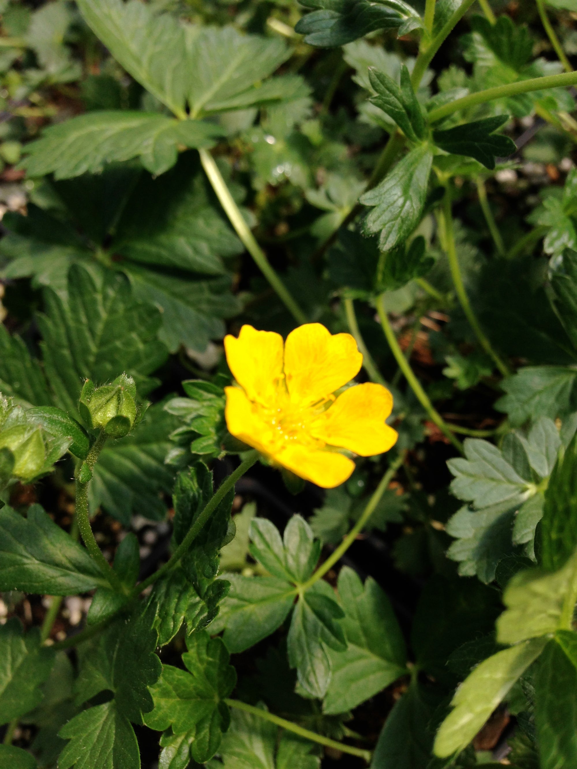 Potentilla crantzii Alpine Cinquefoil