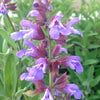 Salvia officinalis Common Sage