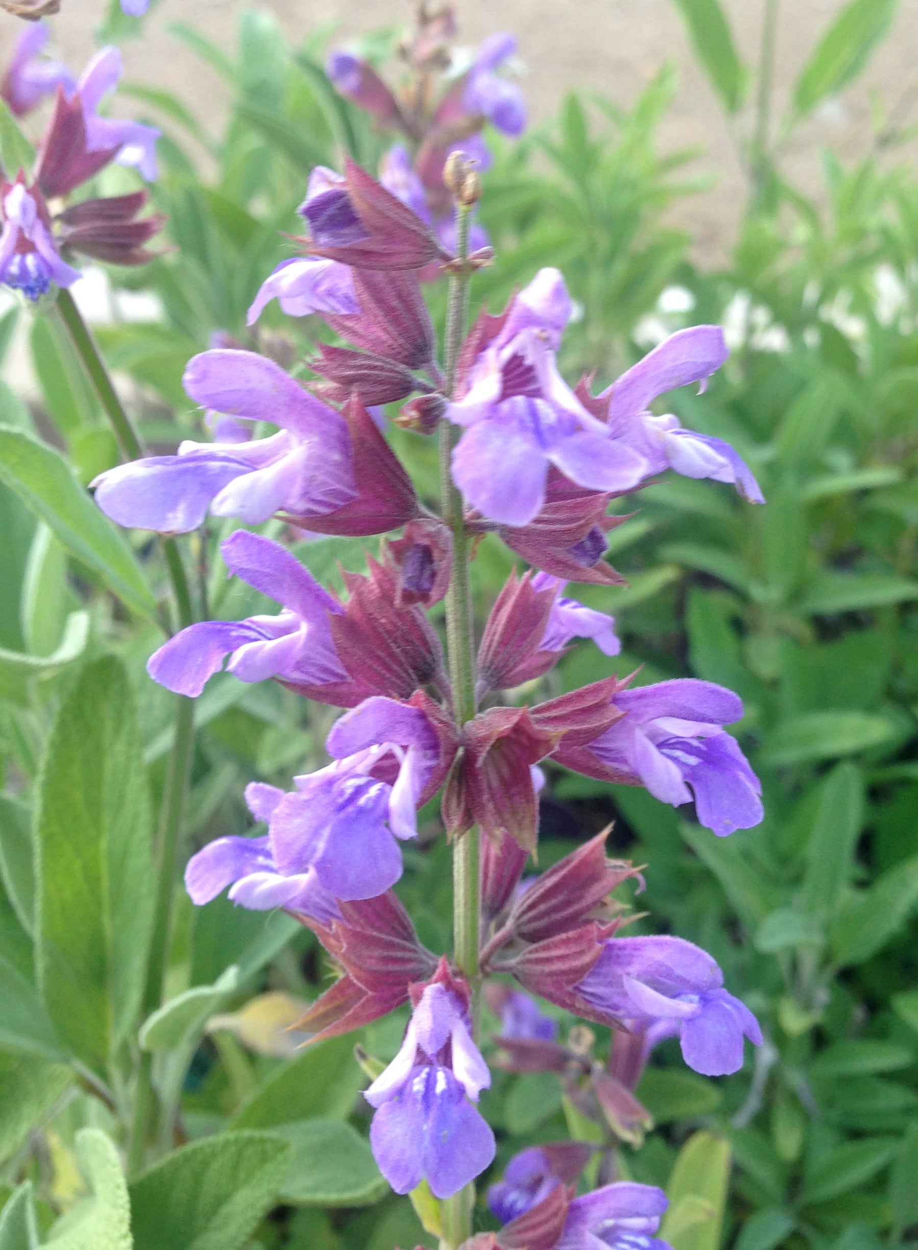 Salvia officinalis Common Sage