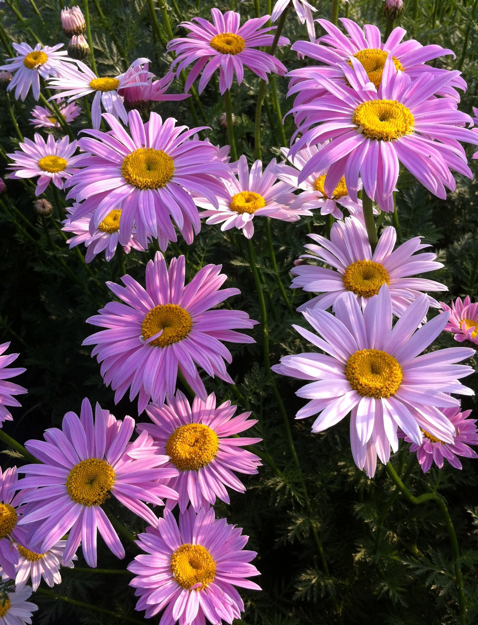 Tanacetum coccineum Robinson's Pink Painted Daisy