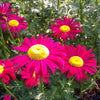 Tanacetum coccineum Robinson's Red Painted Daisy